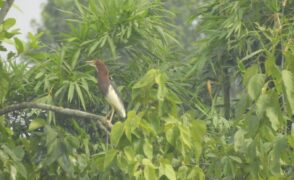 चितवनमा फेला पर्‍यो नयाँ प्रजातिकाे चरा
