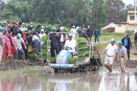 राष्ट्रिय धान दिवस : मन्त्री यादवले मेसिनबाट धान रोपे (फोटोफिचर)