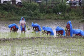 ‘धान दिवस’ मनाइने नेपालमा विभिन्न देशबाट वर्षेनि भित्रिन्छ अर्बौँको धान