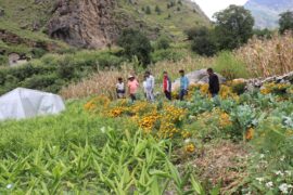 बाँझो जमिन उपयोग गर्दै तरकारी खेतीबाट लाखौं रुपैयाँ कमाउन सफल