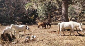 दोलखामा गुणस्तरीय घोडा उत्पादन, विदेशीबाट ल्याउने क्रम रोकिएन