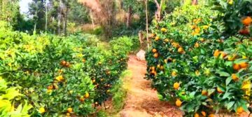 रामेछापमा यस वर्ष २० करोड रुपैँया बढीको जुनार सुन्तला उत्पादन हुने अनुमान