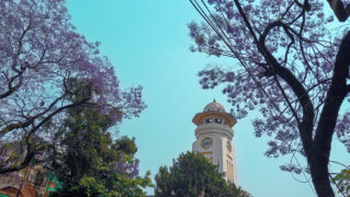 काठमाडौंमा नीरफूलको याम (फोटो फिचर)