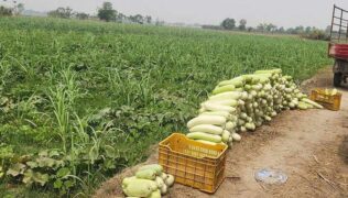 बहुबाली खेतीका माध्यमबाट लाखौं रुपैंयाँको आम्दानी